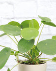 Pilea Peperomioides - 4" Live Plant