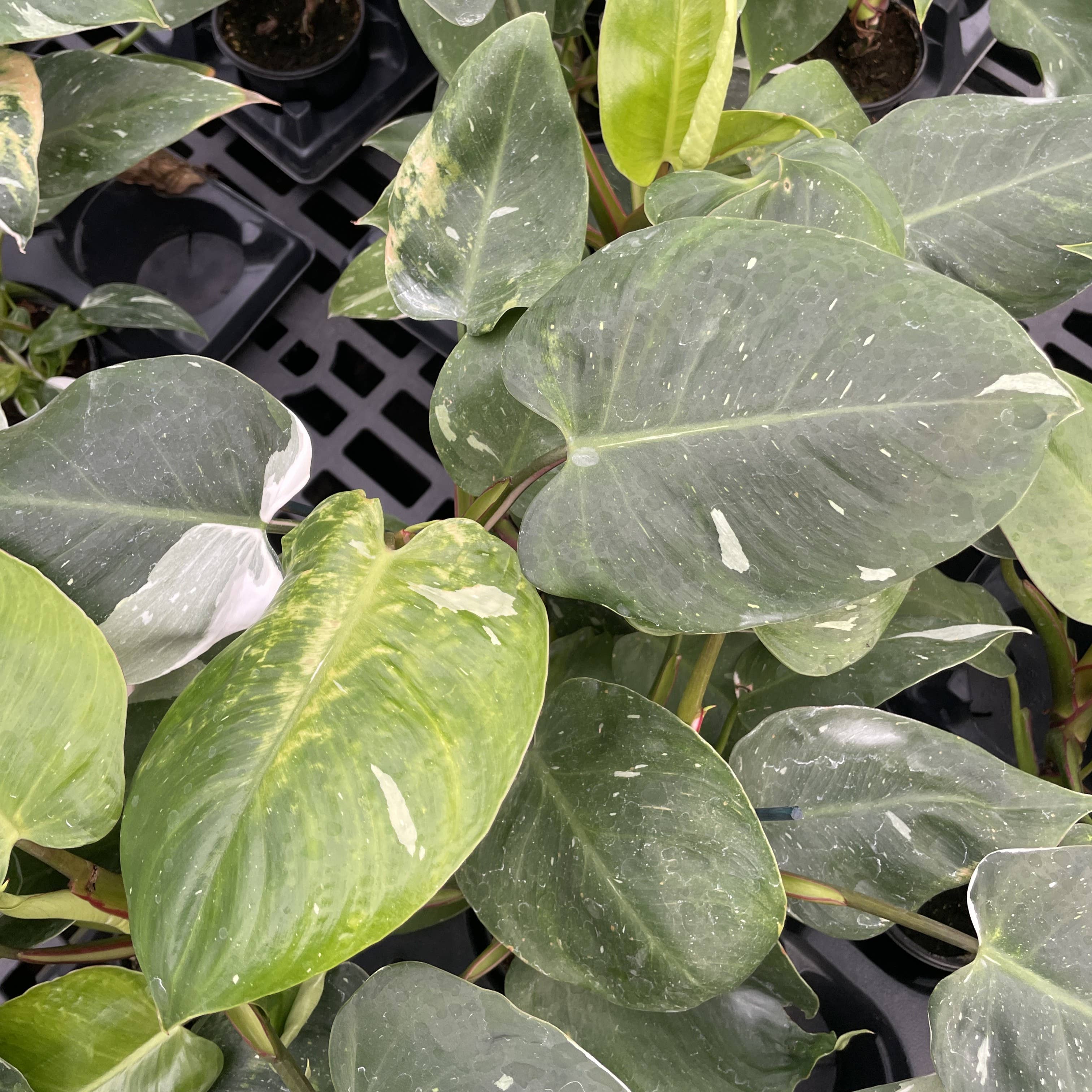 Philodendron White Princess - 4&quot; Live Plant