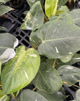 Philodendron White Princess - 4" Live Plant