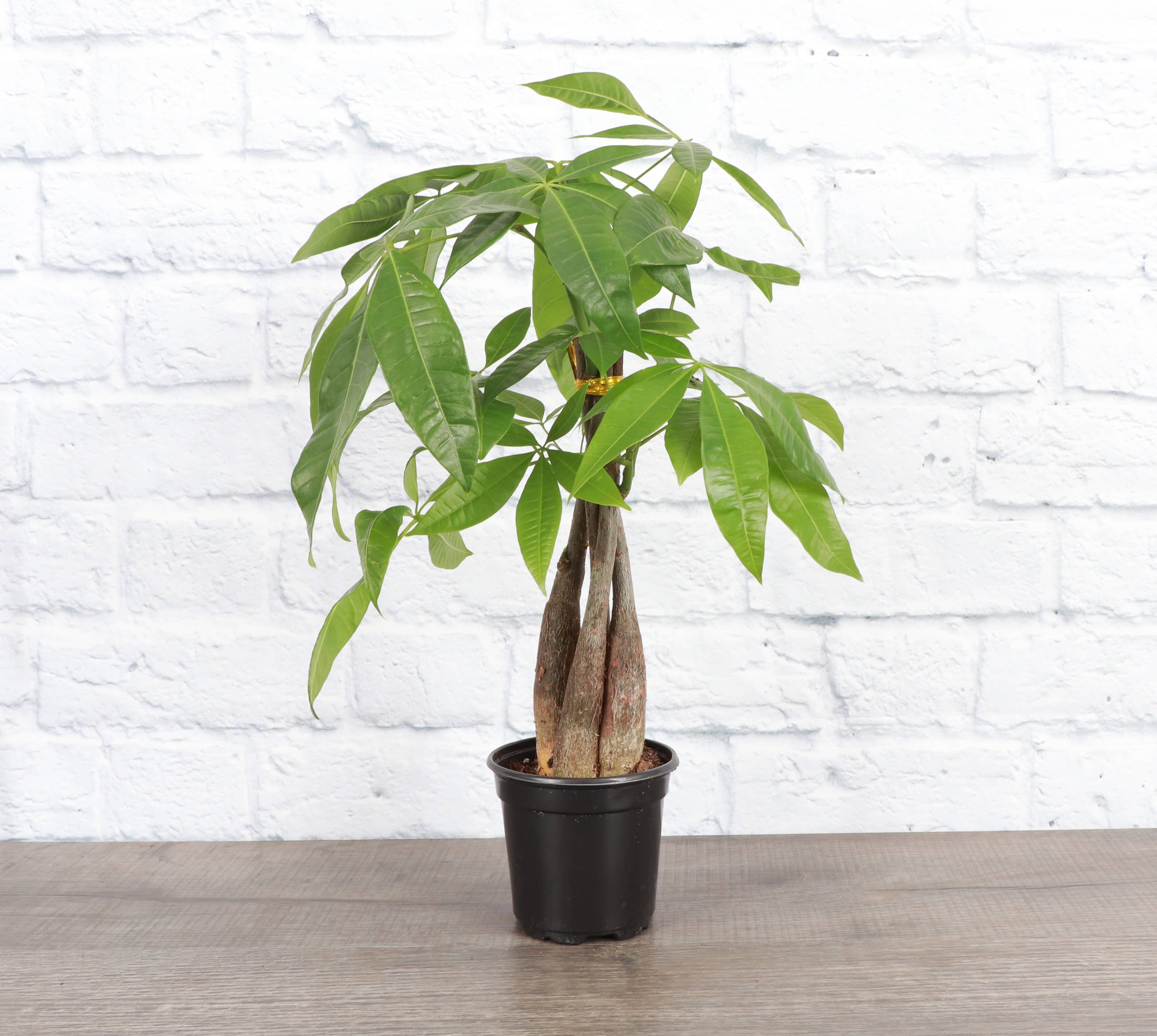 Money Tree - 4&quot; Live Plant