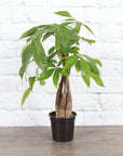 Money Tree - 4" Live Plant