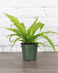 Victoria Bird's-Nest Fern - Live Plant: 4" Pot