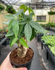 Money Tree - 4" Live Plant