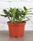 Jade Succulent Plant - Live Plant