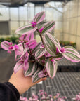 Tradescantia Nanouk - 4" Live Plant