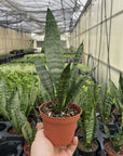 Snake 'Zeylancia',  Snake Plant - Live Plant