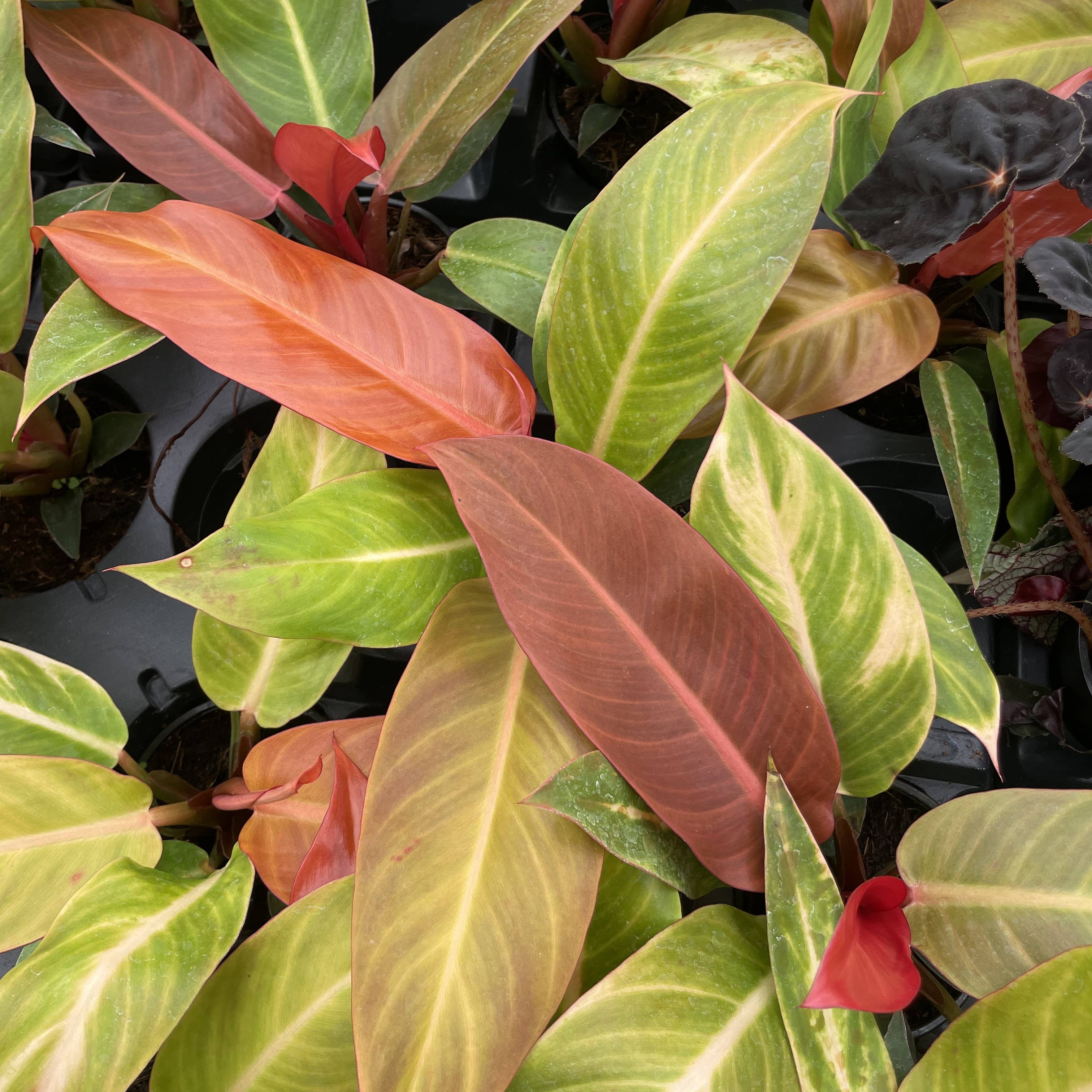 Philodendron Sun Red - 4&quot; Live Plant