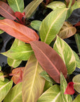 Philodendron Sun Red - 4" Live Plant