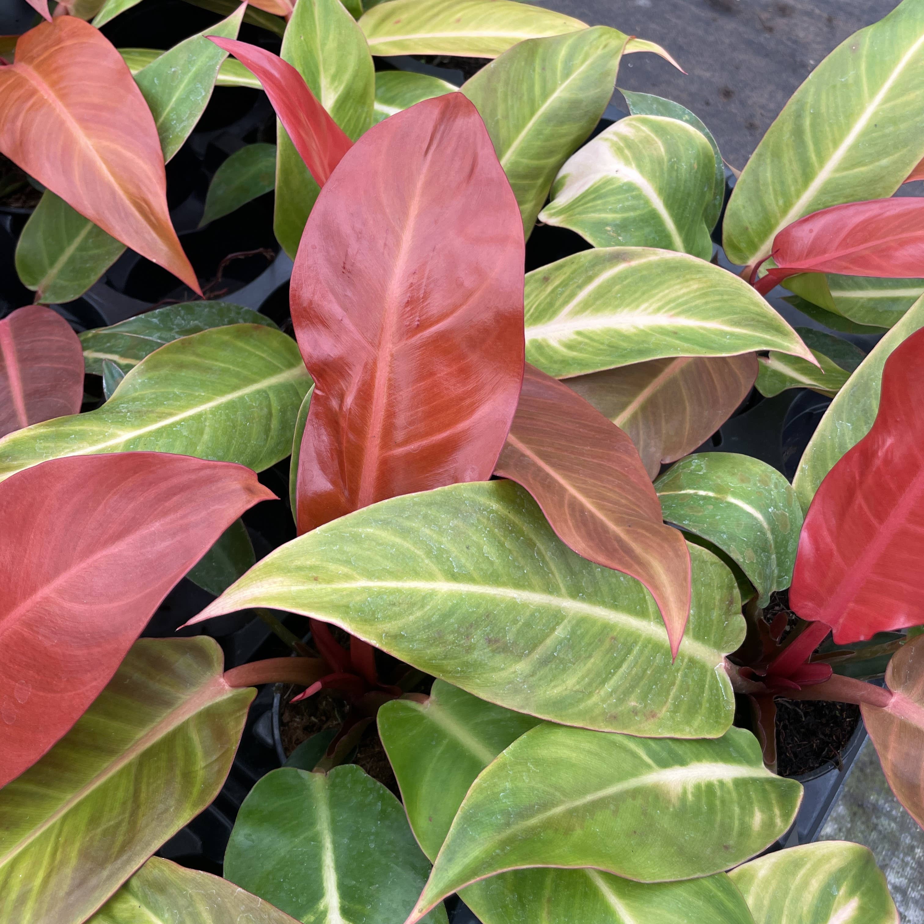 Philodendron Sun Red - 4&quot; Live Plant