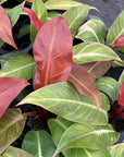 Philodendron Sun Red - 4" Live Plant